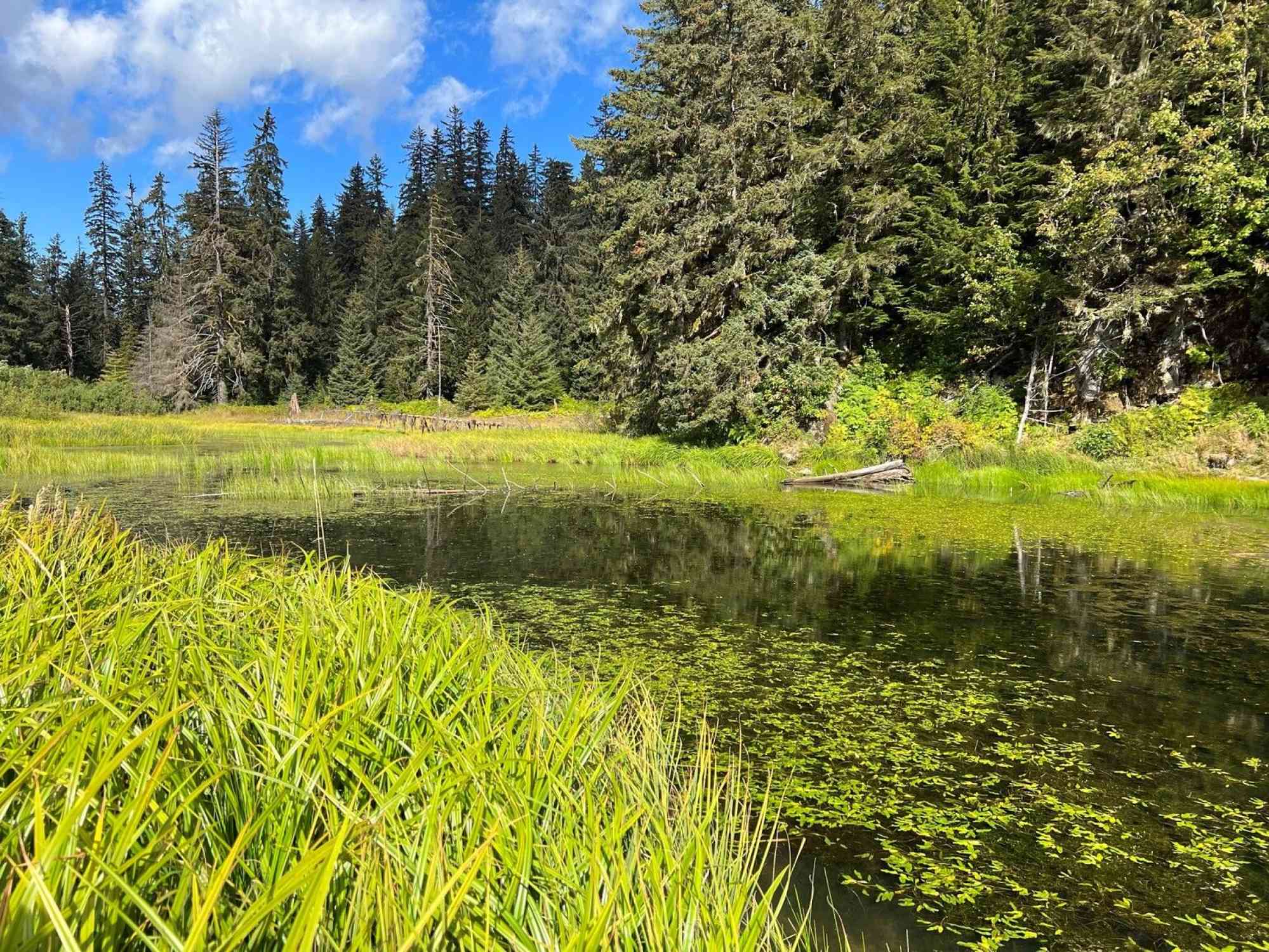 Springs Choquette Hot Springs Provincial Park Springs Choquette Hot Springs Provincial Park